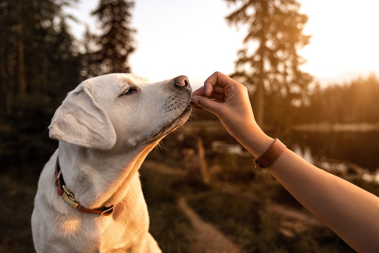 https://www.gettyimages.com/detail/photo/young-beautiful-labrador-retriever-puppy-is-eating-royalty-free-image/1008499438?phrase=dog+food+dish&adppopup=true
