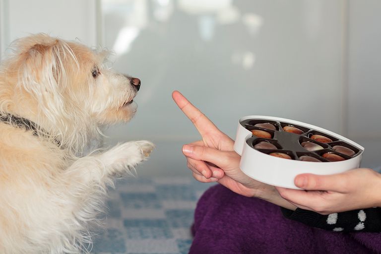 https://www.gettyimages.com/detail/photo/dog-giving-paw-asking-for-chocolate-royalty-free-image/1302636282?phrase=dog+Chocolate