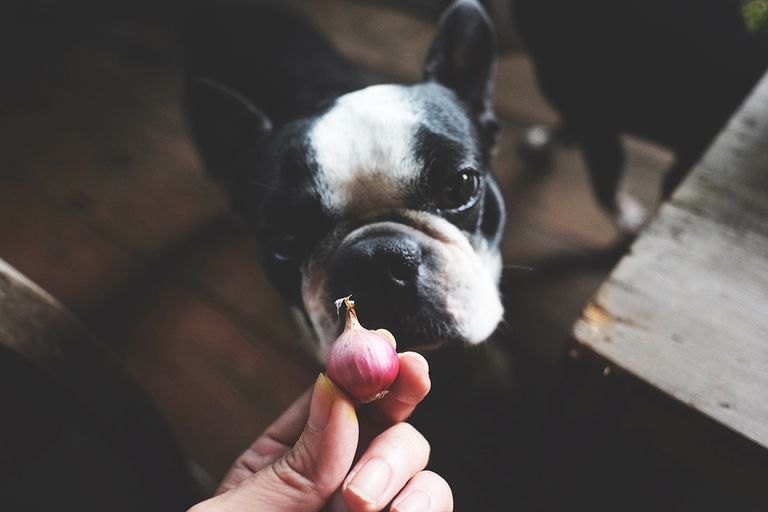 https://www.gettyimages.com/detail/photo/boston-terrier-dog-look-at-red-onion-royalty-free-image/494917952?phrase=Onion+dog