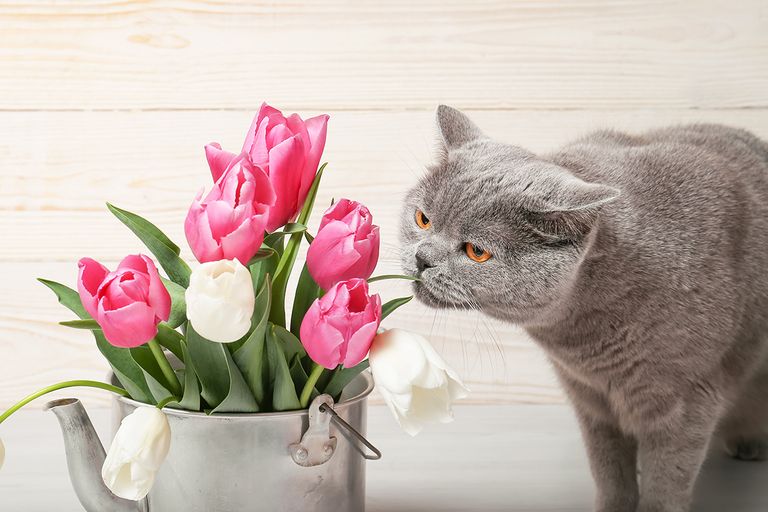 https://www.gettyimages.com/detail/photo/cat-sniffing-tulips-royalty-free-image/1304346187?phrase=cat+Tulip