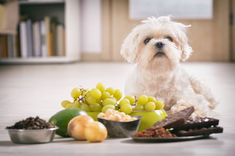 https://www.gettyimages.com/detail/photo/little-dog-and-food-toxic-to-him-royalty-free-image/903316860?phrase=dog+Grapes+and+raisins