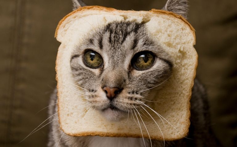 https://www.gettyimages.com/detail/photo/breaded-cat-royalty-free-image/177122792?phrase=silly+cat&adppopup=true