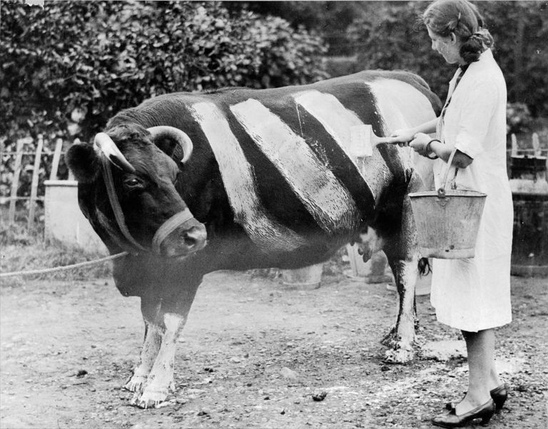 https://www.gettyimages.co.uk/detail/news-photo/farmer-paints-white-stripes-on-a-cow-to-increase-visibility-news-photo/1426694676