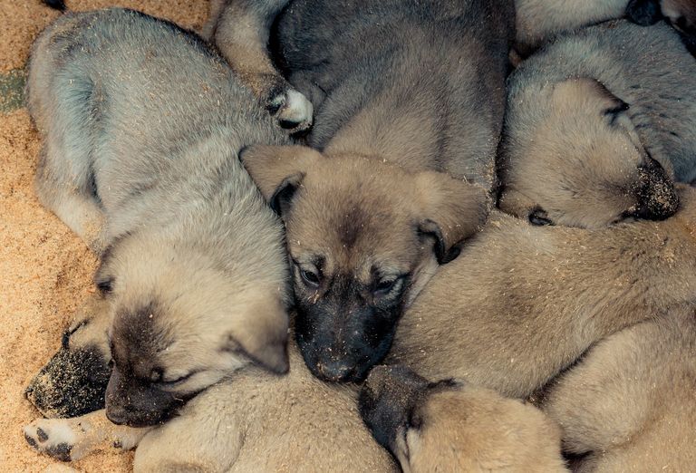 https://www.gettyimages.co.uk/detail/photo/turkish-breed-shepherd-dog-puppies-kangal-as-royalty-free-image/1349794040?phrase=+livestock+guard+puppies