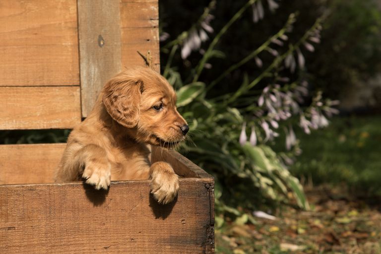 https://www.gettyimages.co.uk/detail/photo/puppy-in-a-wooden-box-looking-to-the-side-royalty-free-image/946368770?phrase=+puppy+at+wooden+box