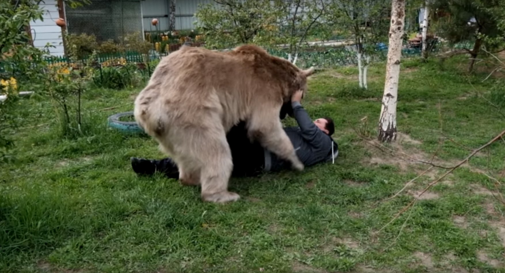Есть ли медведь людей. Медведь Гризли нападение.