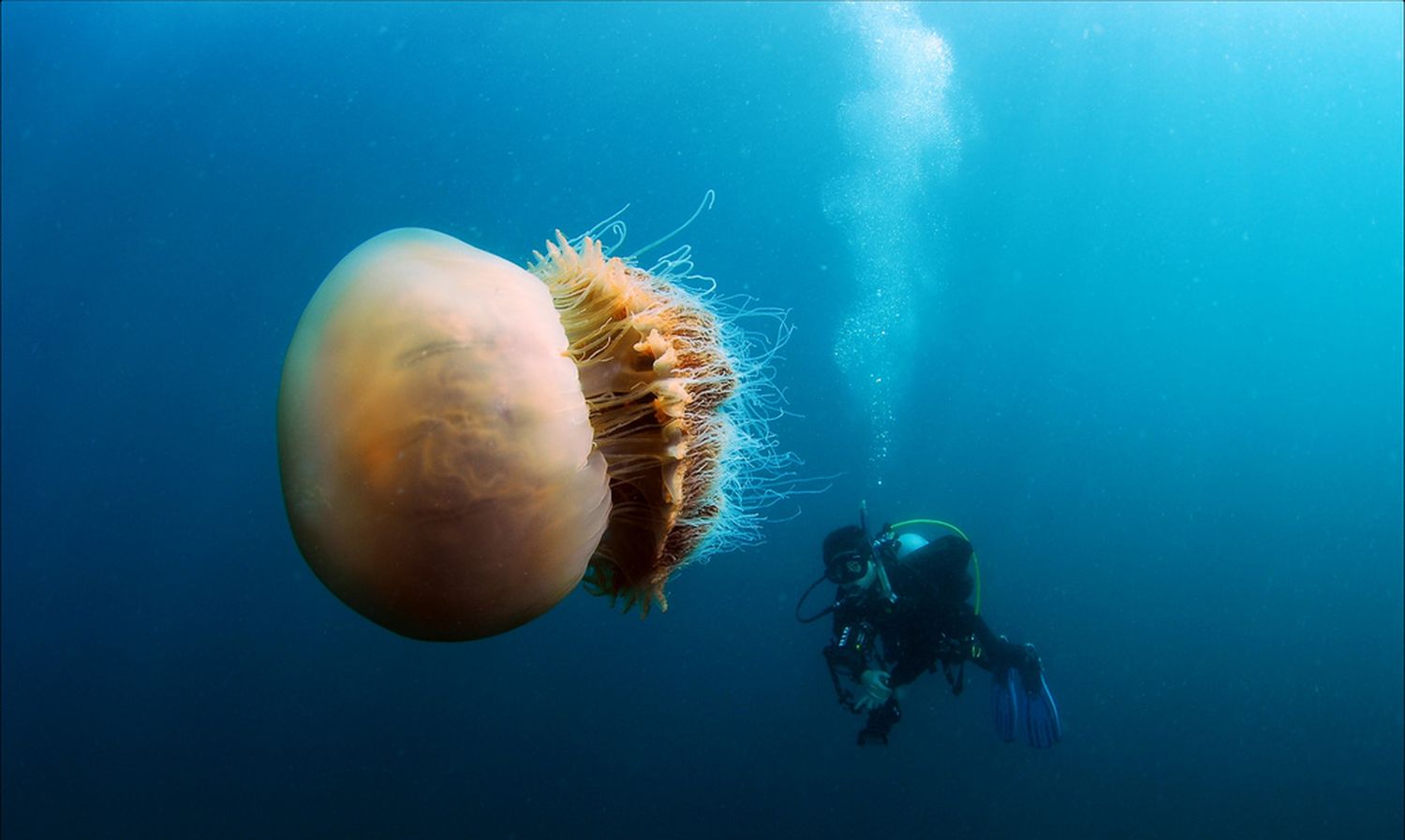 Медузы ледовитого океана. Медуза цианея. Медуза волосистая цианея. Арктическая медуза цианея. Медуза цианея гигантская.