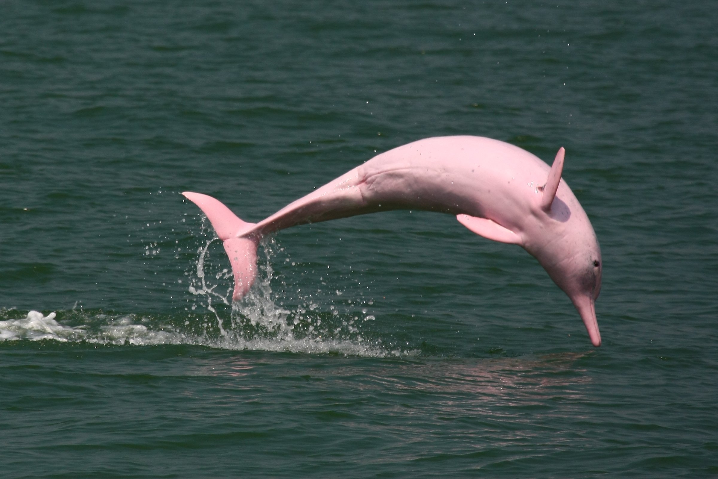 Розовый амазонский Дельфин